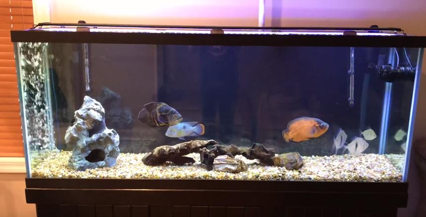 Rated #22: 150 Gallons Freshwater Fish Tank - Picture of my tank