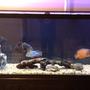 150 gallons freshwater fish tank (mostly fish and non-living decorations) - Picture of my tank