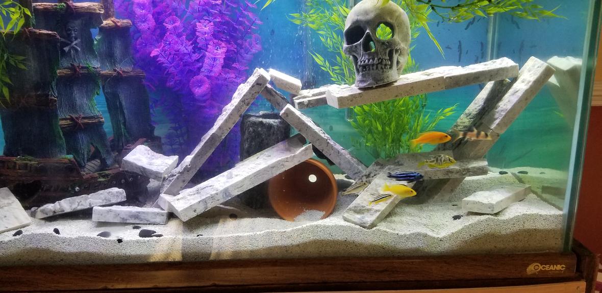 freshwater fish stocking in 55 gallons tank - Front image of my 55 Gallon.