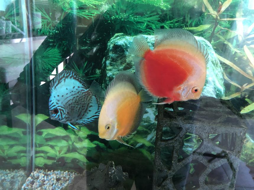 Rated #3: Freshwater Fish Stocking In 60 Gallons Tank - Discus friends :)