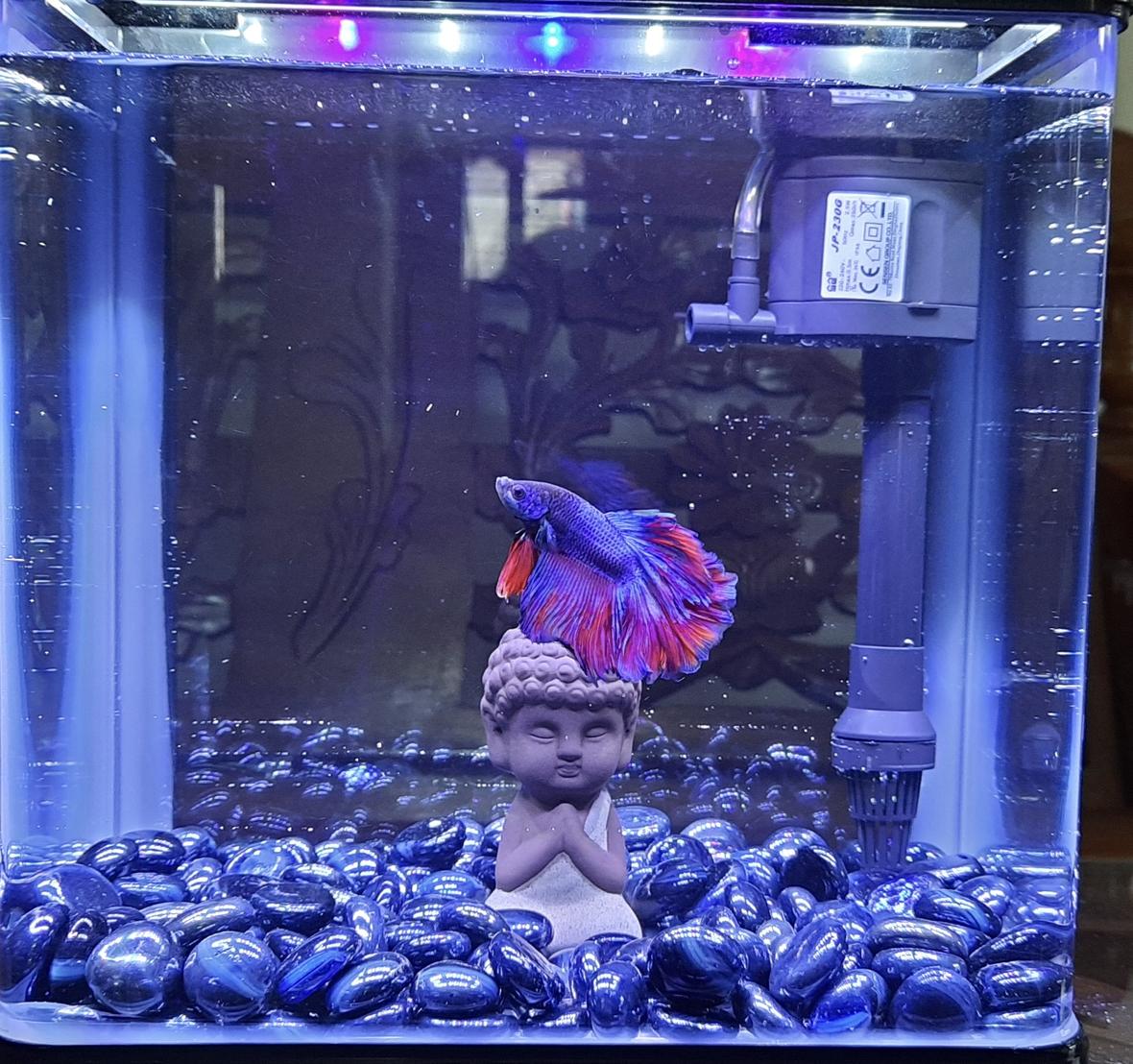 2 gallons freshwater fish tank (mostly fish and non-living decorations) - Budha Themed Betta Tank