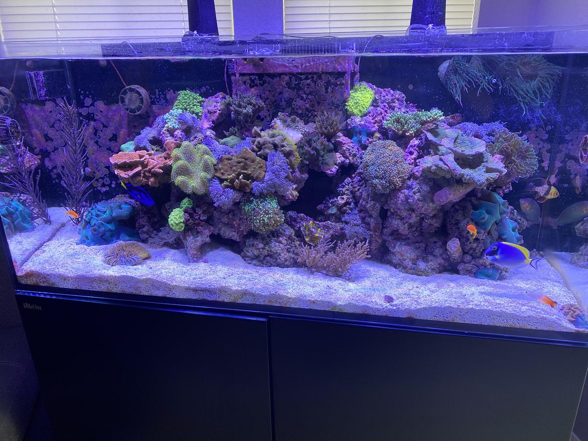 91 gallons reef tank (mostly live coral and fish) - My reef tank.