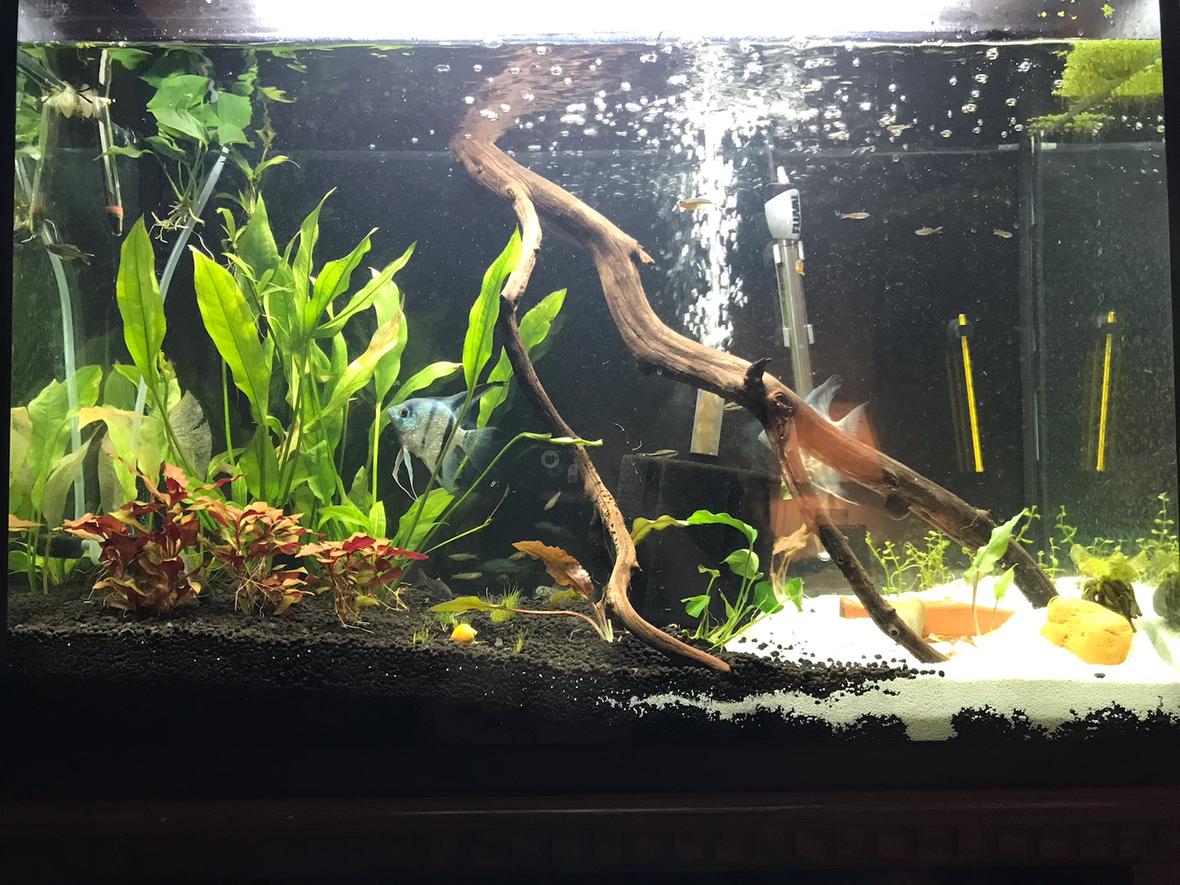 10 gallons planted tank (mostly live plants and fish) - 45 Living room tank