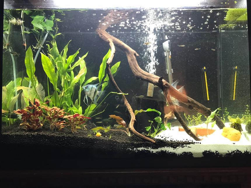 Rated #49: 10 Gallons Planted Tank - 45 Living room tank