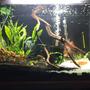 10 gallons planted tank (mostly live plants and fish) - 45 Living room tank