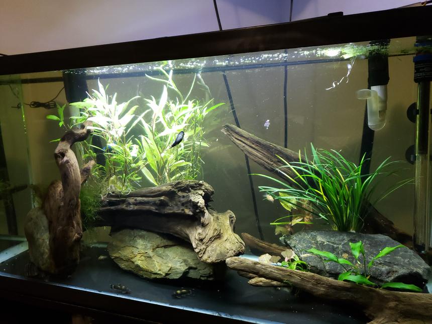 Rated #42: 30 Gallons Planted Tank - Zen