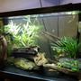 30 gallons planted tank (mostly live plants and fish) - Zen