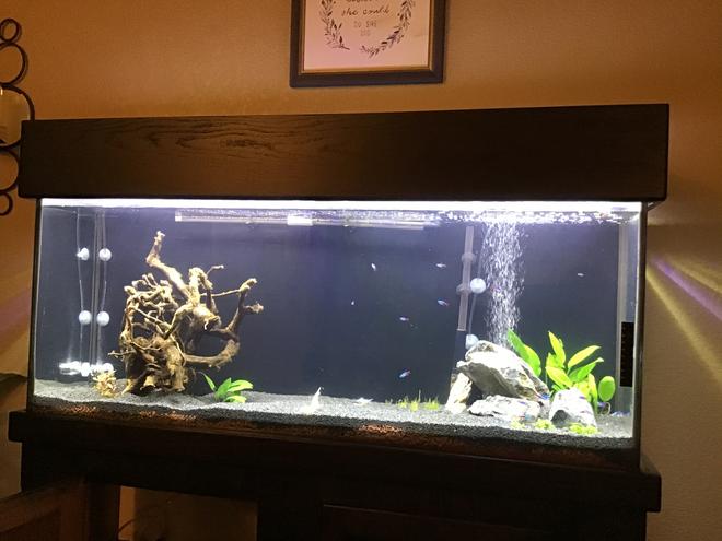 55 gallons planted tank (mostly live plants and fish) - Just getting started..