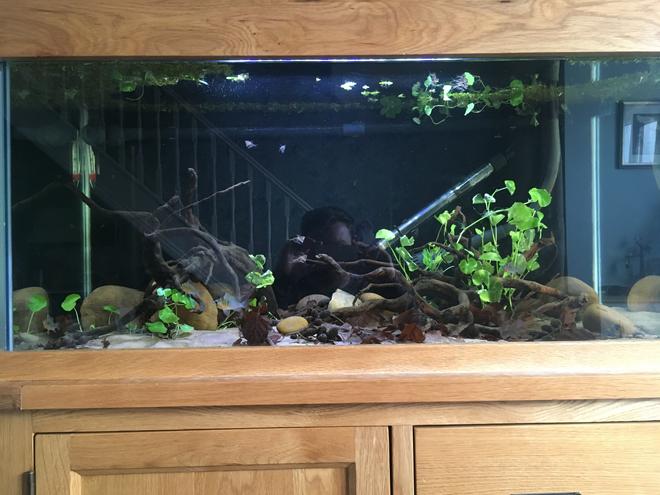44 gallons freshwater fish tank (mostly fish and non-living decorations) - 200l Rio Guapore themed Biotope4 Bolivian rams (3fm 1 m)8marble hatchetfishLeaf litter and alder cones