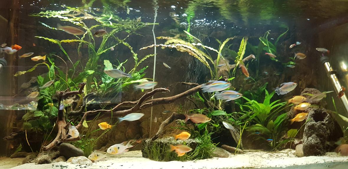 100 gallons planted tank (mostly live plants and fish) - The tank is slowly growing into it's own, roughly 2 months in