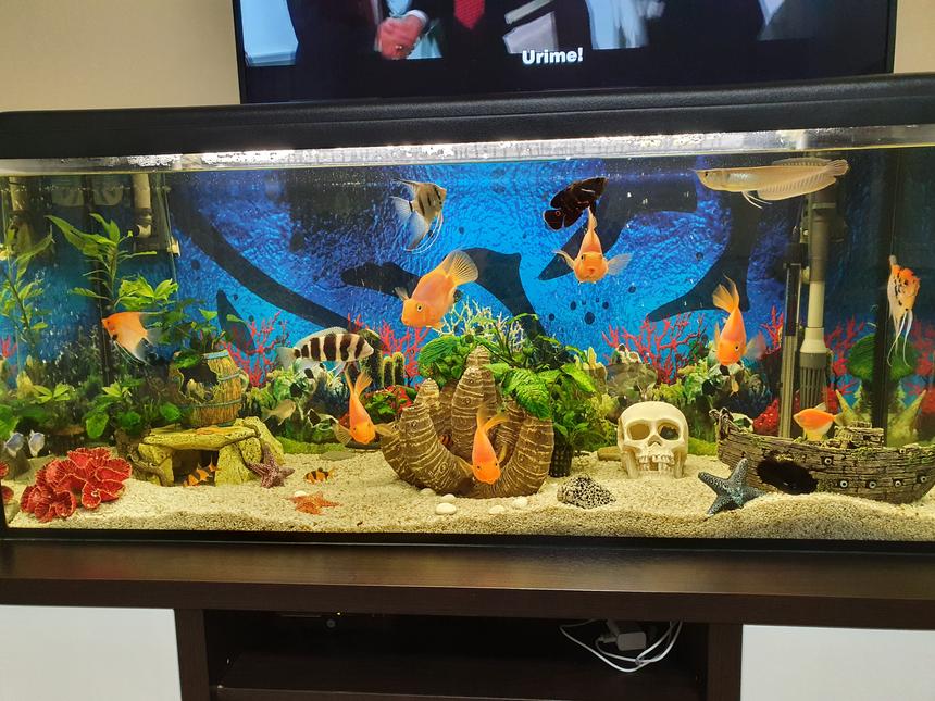 Rated #22: 75 Gallons Freshwater Fish Tank - Rate my art! Thank you all :)