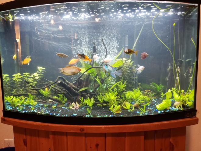46 gallons planted tank (mostly live plants and fish) - Growing in well!
