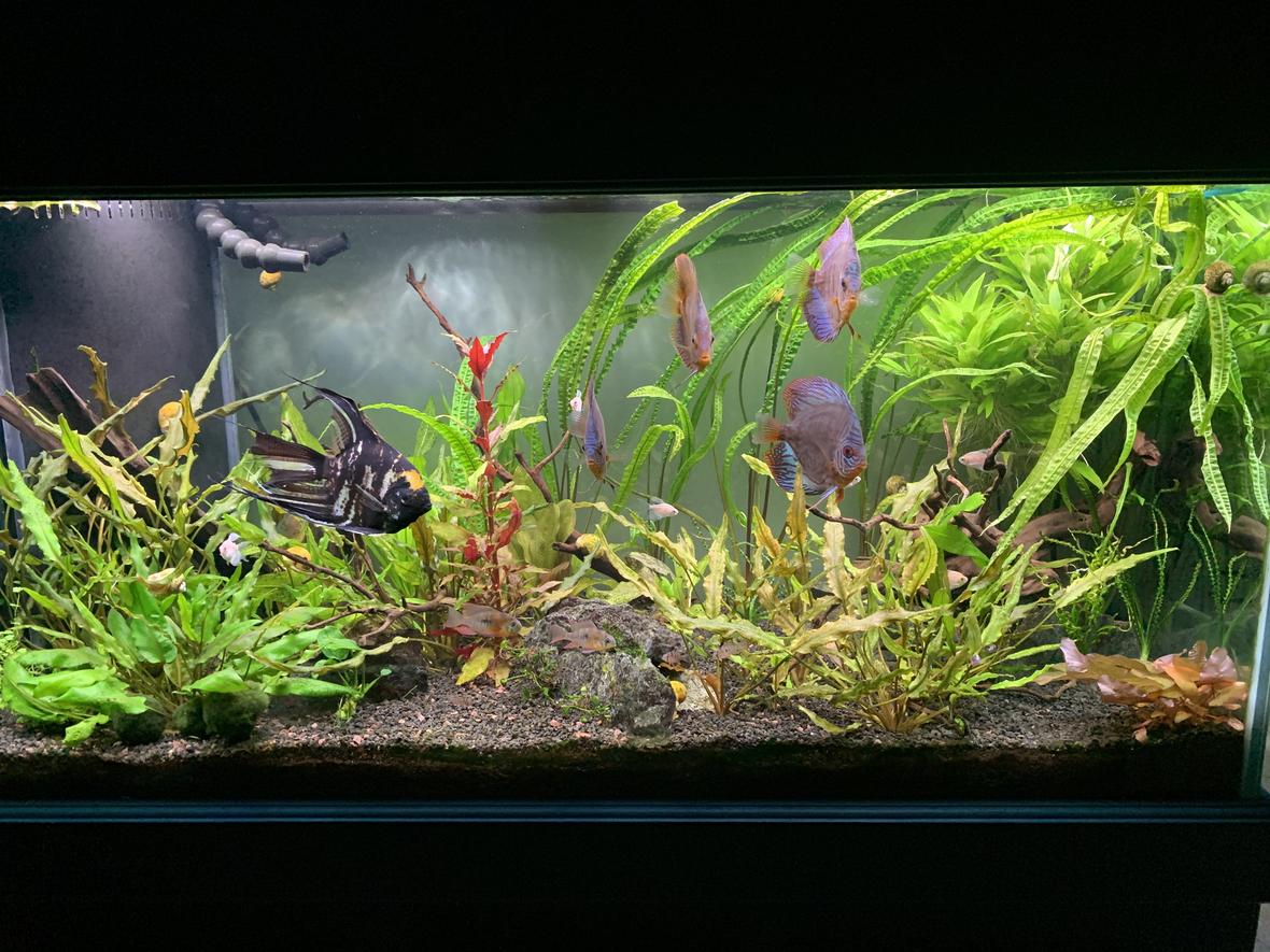 90 gallons planted tank (mostly live plants and fish) - Fresh trim and clean out.