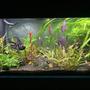 90 gallons planted tank (mostly live plants and fish) - Fresh trim and clean out.