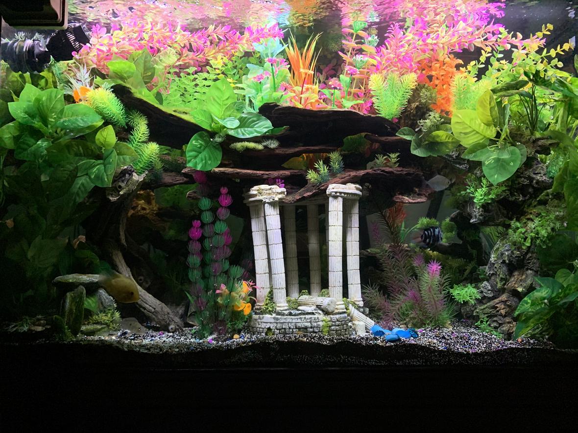 150 gallons freshwater fish tank (mostly fish and non-living decorations) - Front view 150 tall