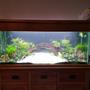 70 gallons planted tank (mostly live plants and fish) - Rescape