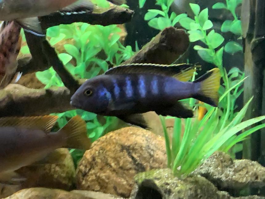 Rated #43: 420 Gallons Freshwater Fish Tank - Elongatus Chewere mbuna