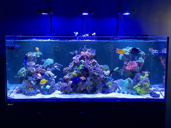 165 gallons saltwater fish tank (mostly fish, little/no live coral) - Reef wonders
