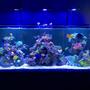 165 gallons saltwater fish tank (mostly fish, little/no live coral) - Reef wonders