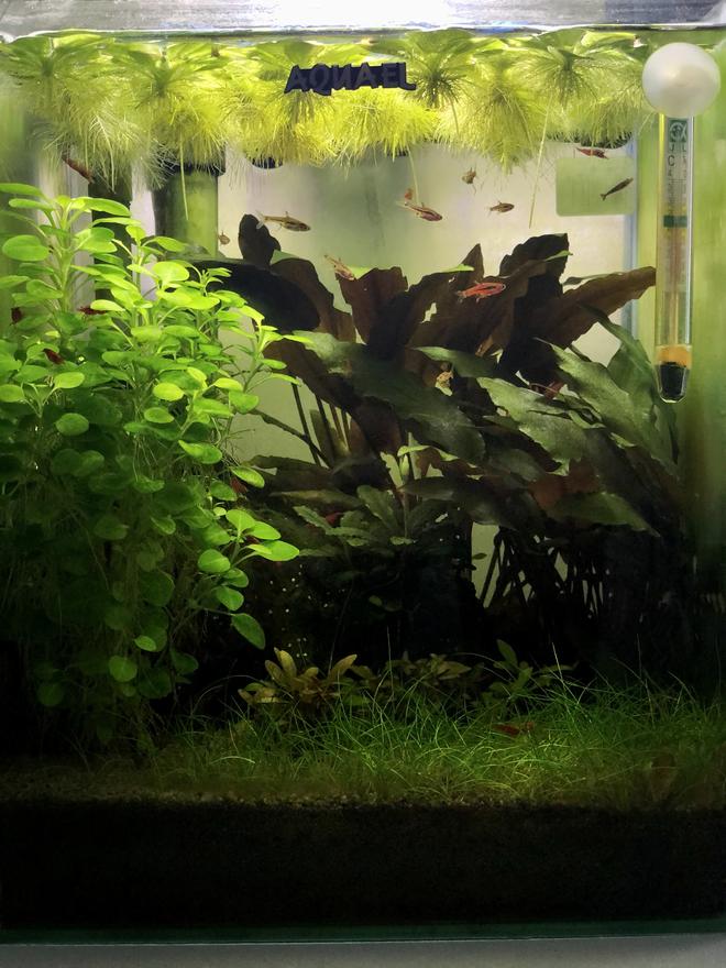 5 gallons planted tank (mostly live plants and fish) - 15 months of maturity, with weekly or biweekly maintenance.