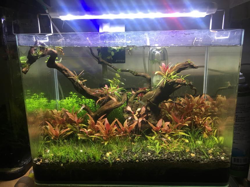 Rated #21: 5 Gallons Planted Tank - green and red
