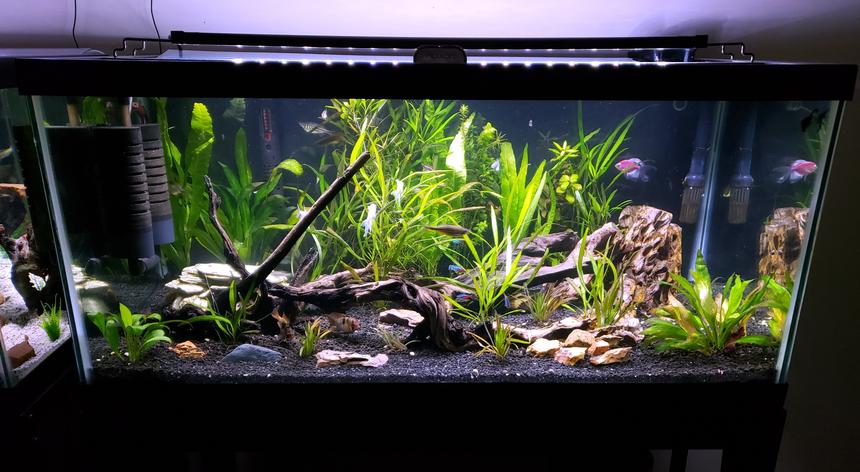 Rated #11: 40 Gallons Planted Tank - 40g planted stocked with too much to list!