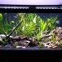 40 gallons planted tank (mostly live plants and fish) - 40g planted stocked with too much to list!