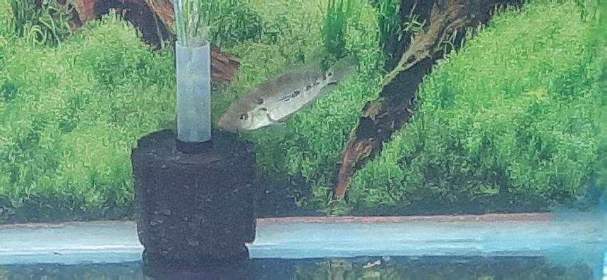 Rated #27: Freshwater Fish Stocking In 90 Gallons Tank - Is it a trimac or ??