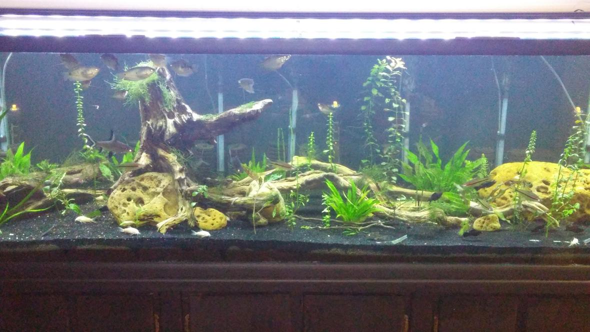 180 gallons planted tank (mostly live plants and fish) - My 180