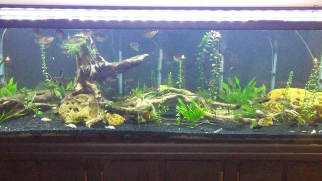 180 gallons planted tank (mostly live plants and fish) - My 180