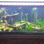 180 gallons planted tank (mostly live plants and fish) - My 180
