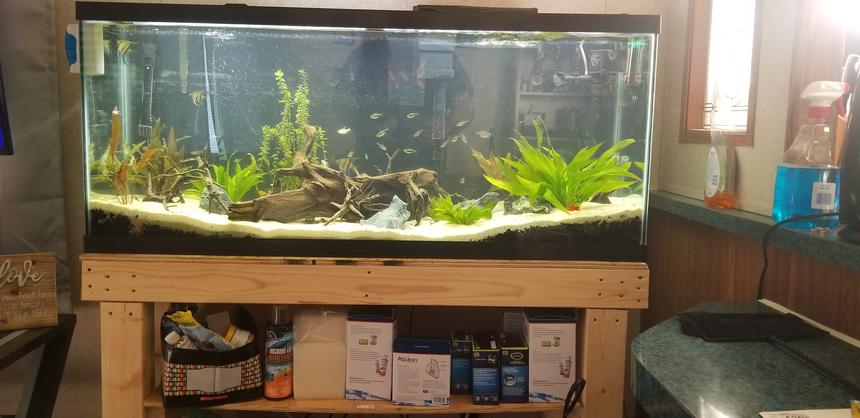 Rated #37: 55 Gallons Planted Tank - My community for my 4 boys!