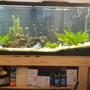 55 gallons planted tank (mostly live plants and fish) - My community for my 4 boys!
