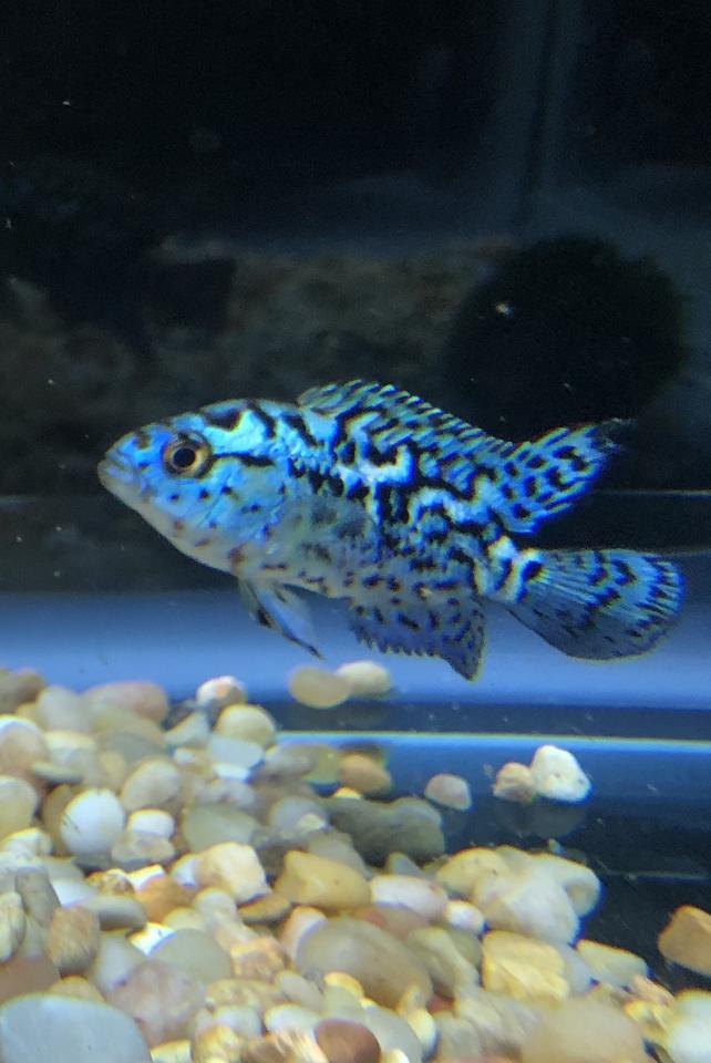 freshwater fish stocking in 55 gallons tank - baby blue