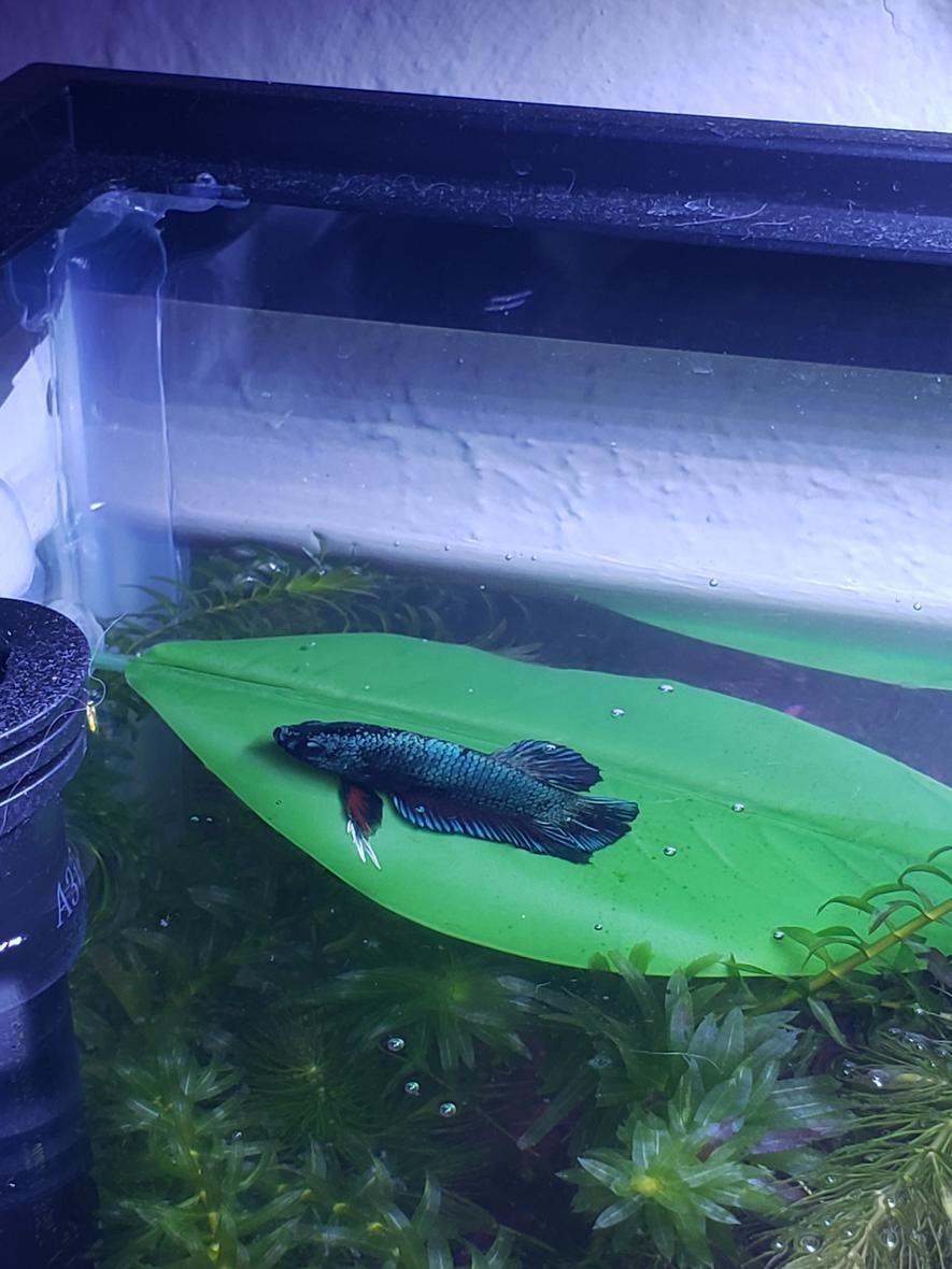 Rated #6: Freshwater Fish Stocking In 10 Gallons Tank - In his Hammock