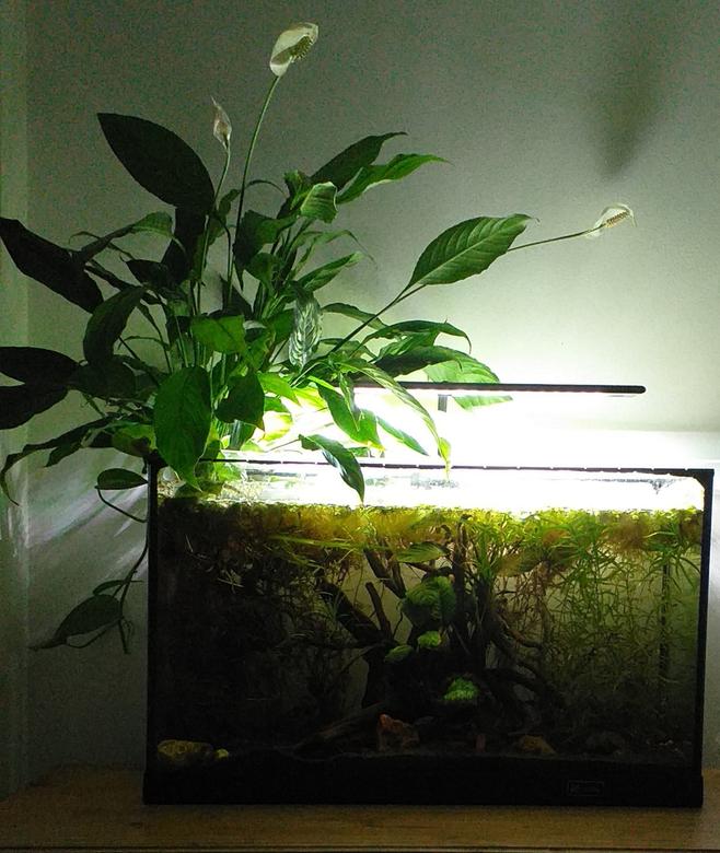 20 gallons planted tank (mostly live plants and fish) - Ozzy is boss