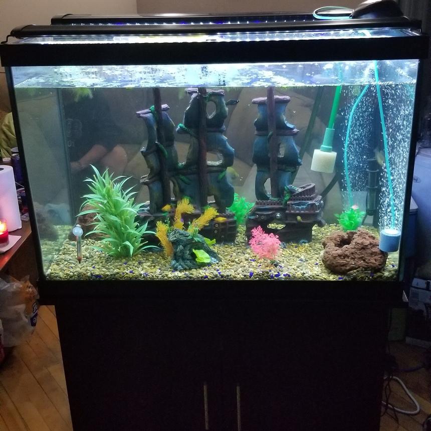Rated #37: 65 Gallons Freshwater Fish Tank - My new set up