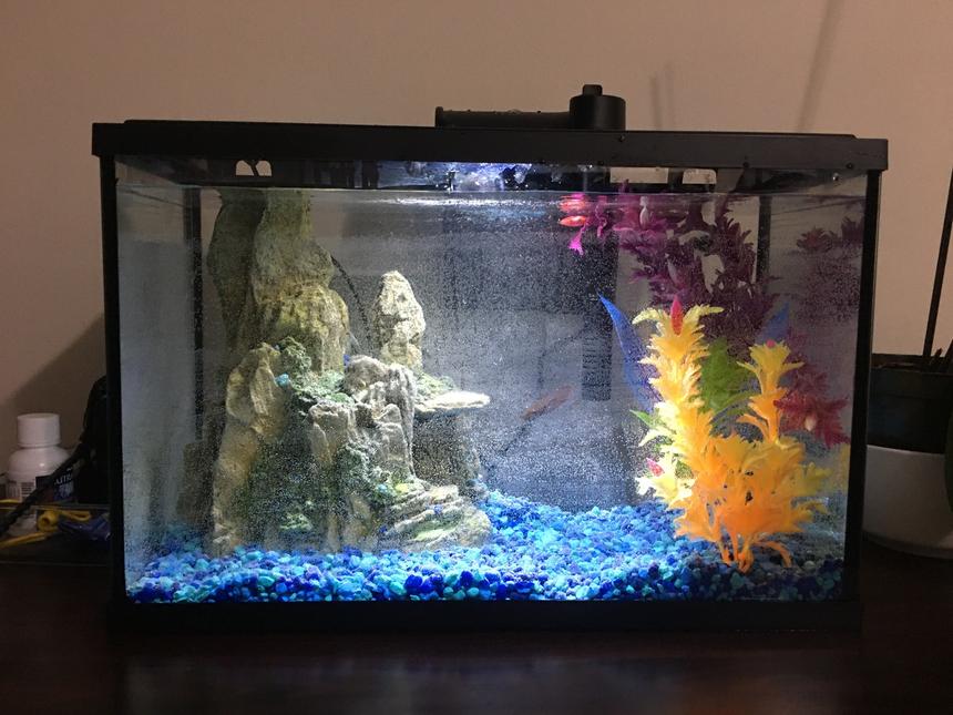 Rated #53: 5 Gallons Freshwater Fish Tank - Betta sorority