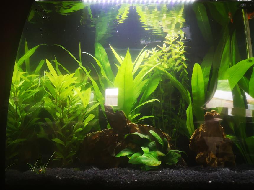 Rated #34: 40 Gallons Planted Tank - My planted tank