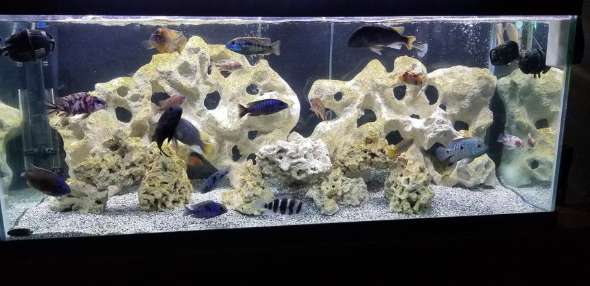 Rated #9: Freshwater Fish Stocking In 55 Gallons Tank - 75 African Cichlid