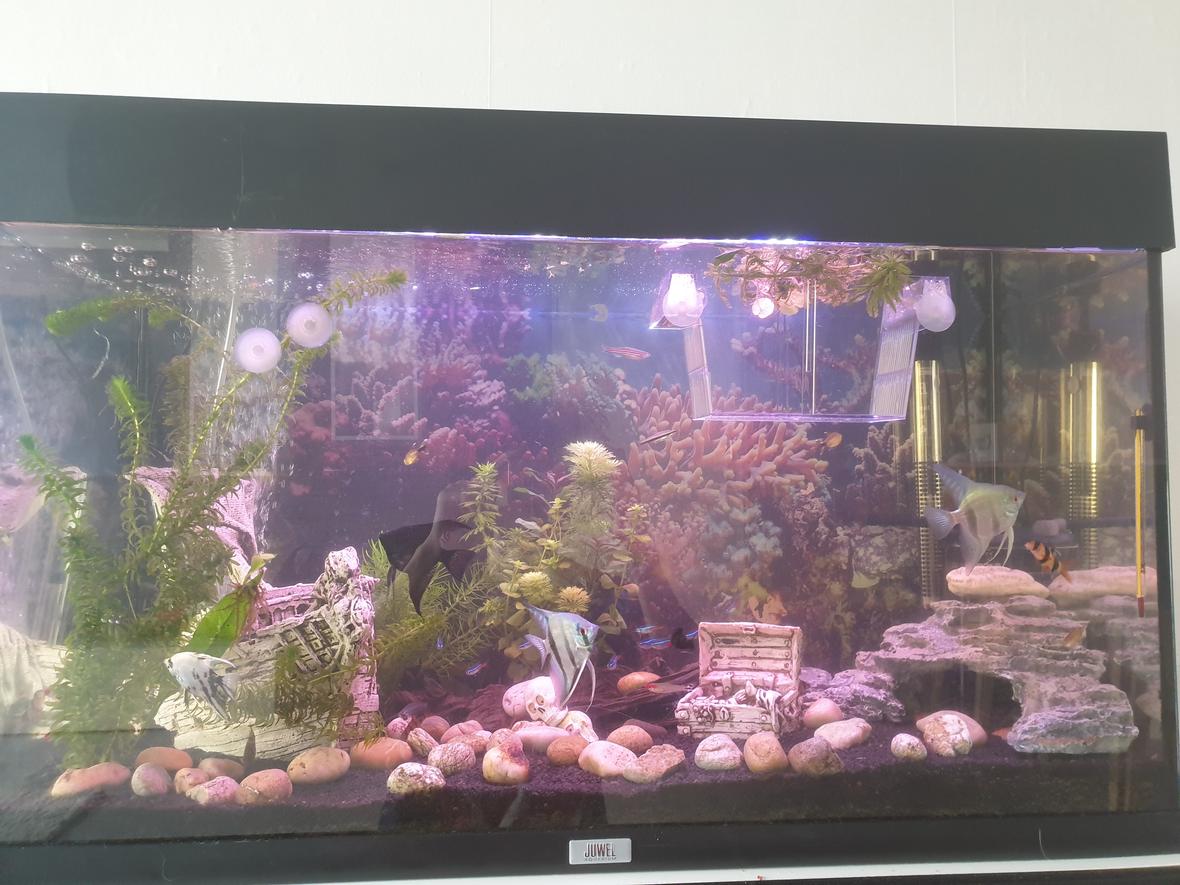 31 gallons freshwater fish tank (mostly fish and non-living decorations) - Yep tilhis it is