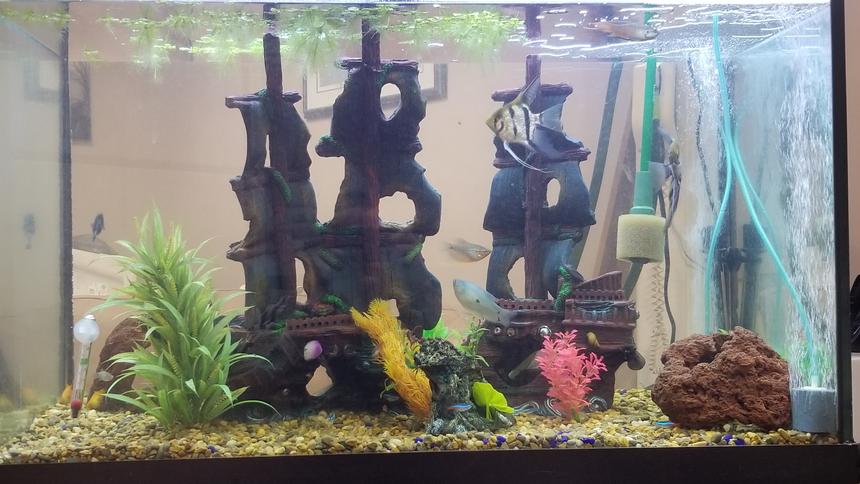 Rated #19: Freshwater Fish Stocking In 65 Gallons Tank - Tried to get them all in