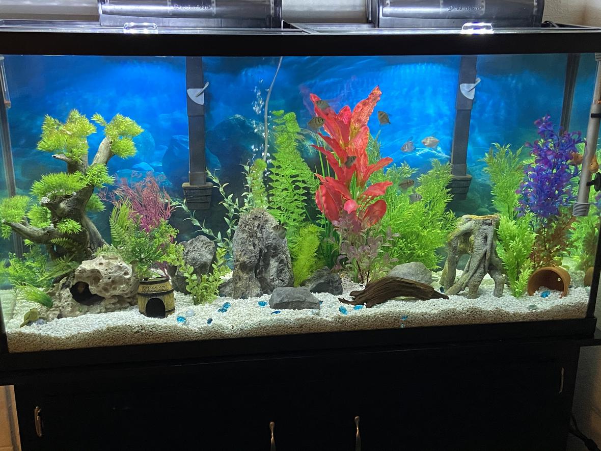 60 gallons freshwater fish tank (mostly fish and non-living decorations) - Tank