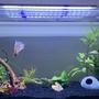 5 gallons planted tank (mostly live plants and fish) - 5 Gallon Planted Betta Tank