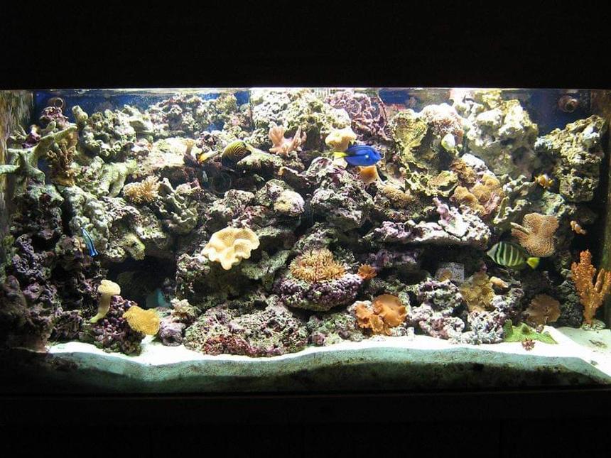 Rated #5: 350 Gallons Reef Tank - my reef tank