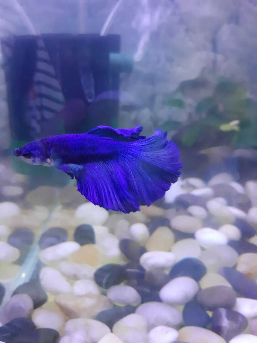 Rated #22: Freshwater Fish Stocking In 80 Gallons Tank - my male betta