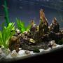 100 gallons freshwater fish tank (mostly fish and non-living decorations) - Lake Tanganyika