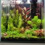 fish tank picture - Nano
