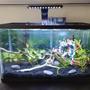 10 gallons planted tank (mostly live plants and fish) - 10 gallon planted tank