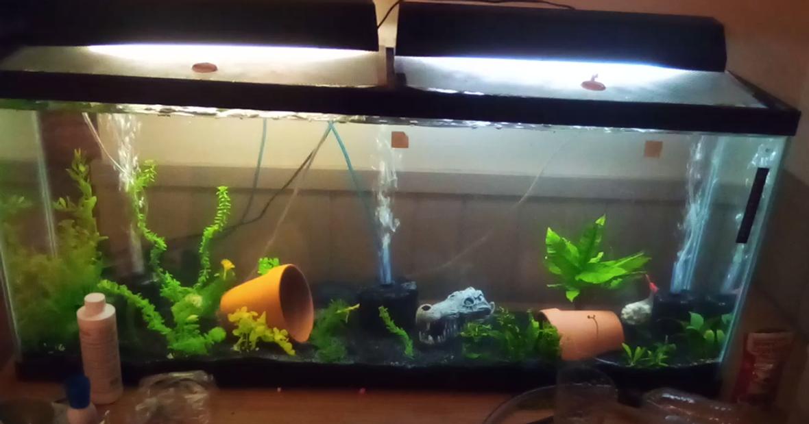 55 gallons planted tank (mostly live plants and fish) - my 55 gallon tank which is almost finished cycling